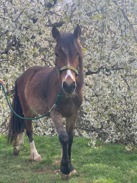 Loki